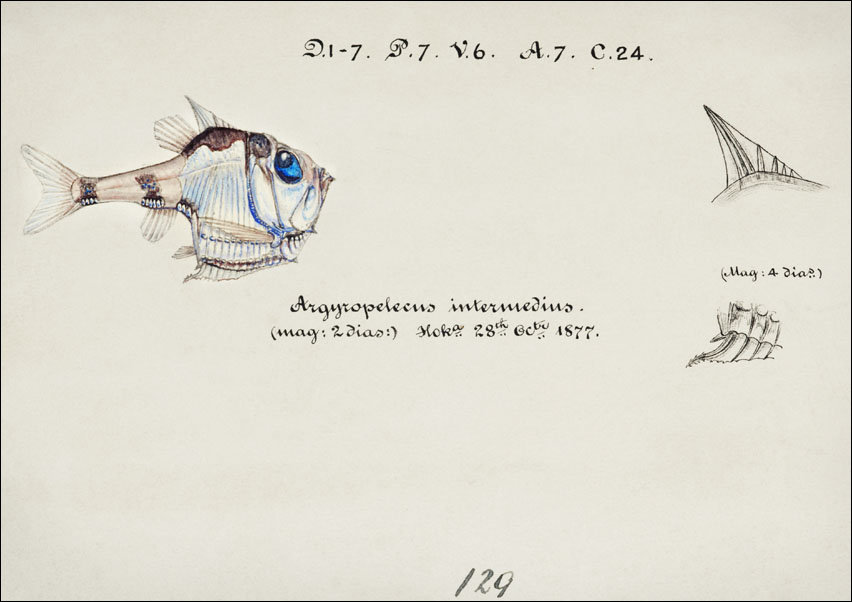 Antique drawing watercolor common hatchetfish marine life, F. E. Clarke - plakat 50x40 cm