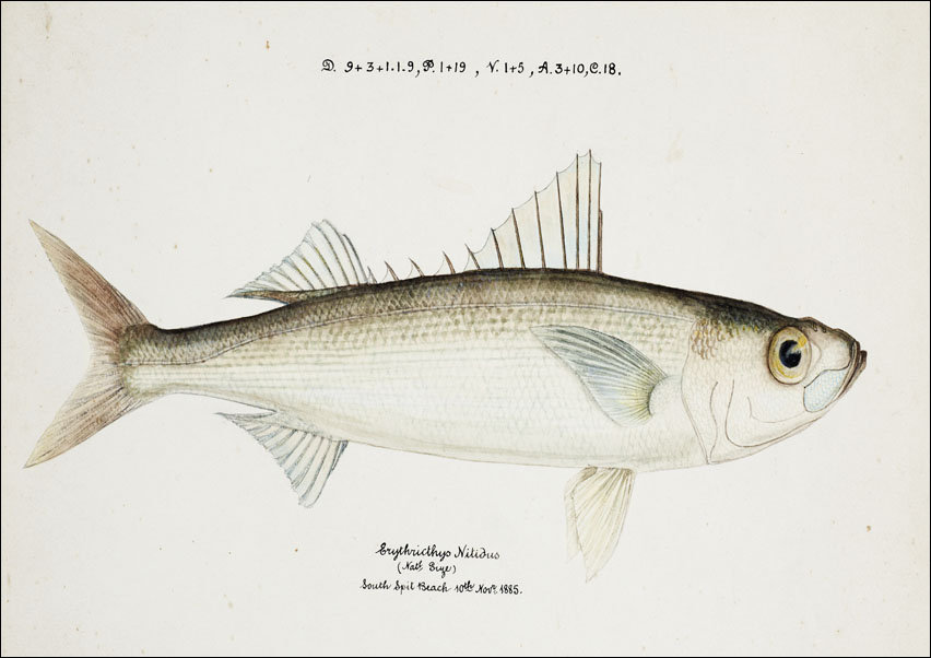 Antique drawing watercolor fish Emmelichthys Nitidus marine life., F. E. Clarke - plakat 100x70 cm