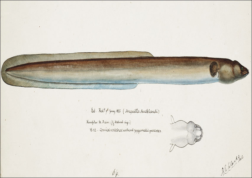 Antique fish Anguilla Dieffenbachii, F. E. Clarke - plakat 70x50 cm