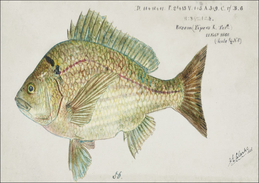 Antique fish acanthopagrus butcheri black bream, F. E. Clarke - plakat 50x40 cm