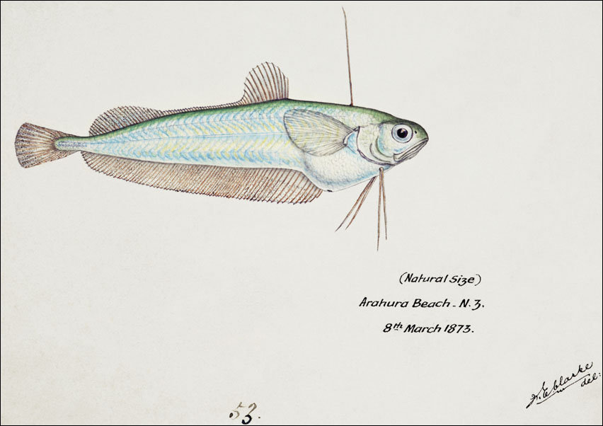 Antique fish Auchenoceros punctatus, F. E. Clarke - plakat 70x50 cm