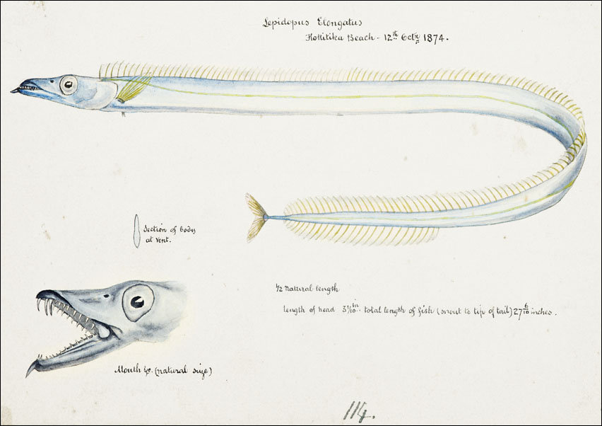 Antique fish Benthodesmus Elongatus, F. E. Clarke - plakat 50x40 cm