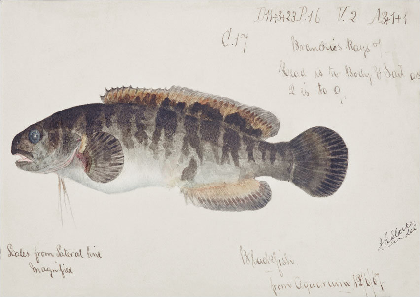 Antique fish bladefish possibly freshwater specimen, F. E. Clarke - plakat 50x40 cm