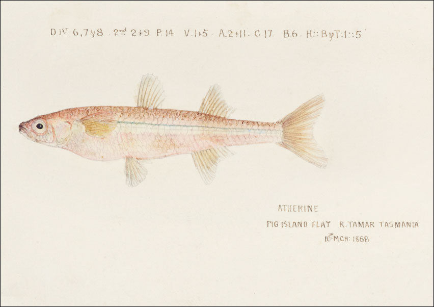 Antique fish athennidae, F. E. Clarke - plakat 70x50 cm