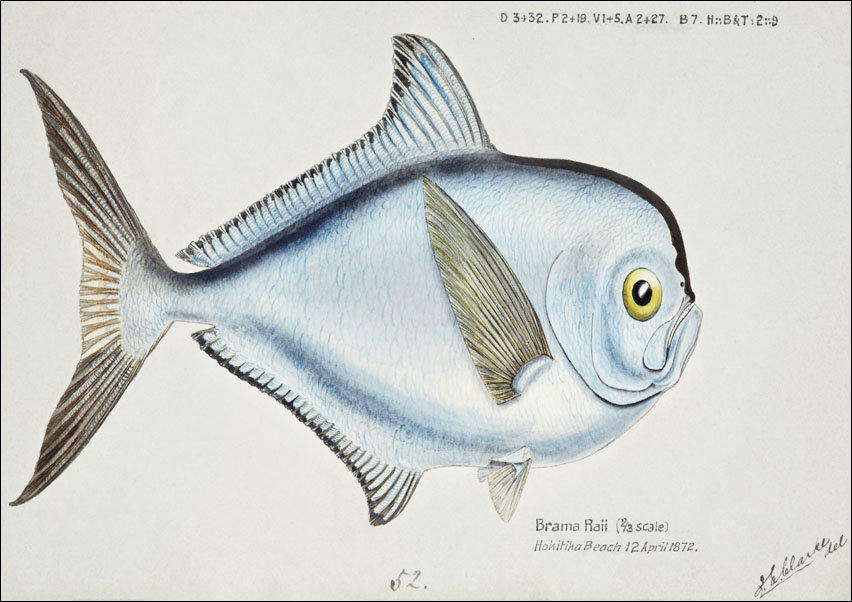 Antique fish Brama brama, F. E. Clarke - plakat 100x70 cm