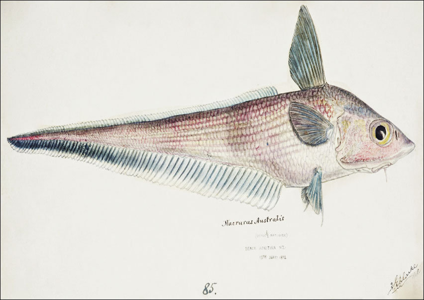 Antique fish Coelorinchus, F. E. Clarke - plakat 59,4x42 cm