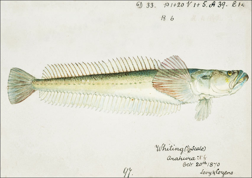 Antique fish crapatulus novaezealandiae sand stargazer, F. E. Clarke - plakat 100x70 cm