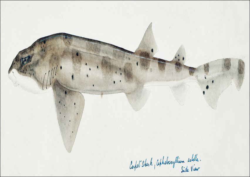 Antique fish Carpet Shark, F. E. Clarke - plakat 70x50 cm