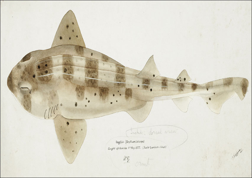 Antique fish Carpet Shark, F. E. Clarke - plakat 100x70 cm