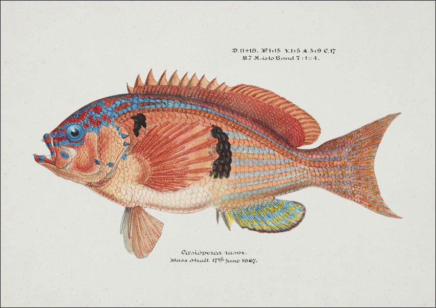 Antique fish caesioperca rasor sea perch, F. E. Clarke - plakat 100x70 cm