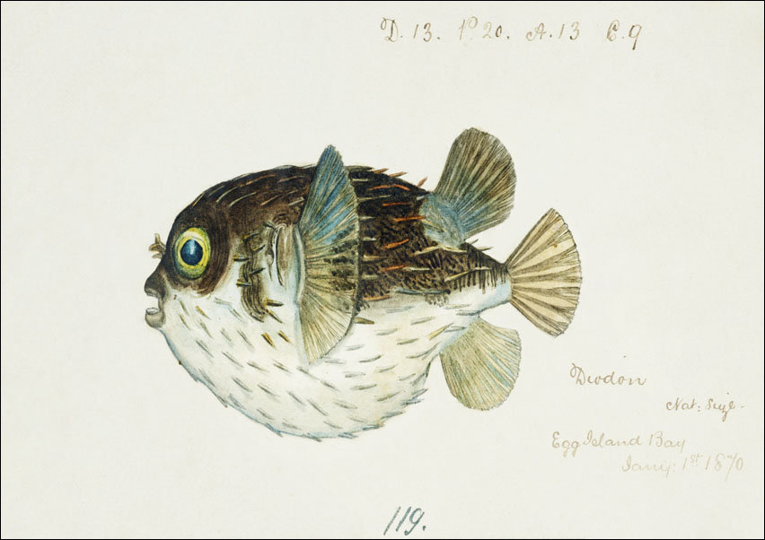 Antique fish diodon sp porcupine fish, F. E. Clarke - plakat 100x70 cm