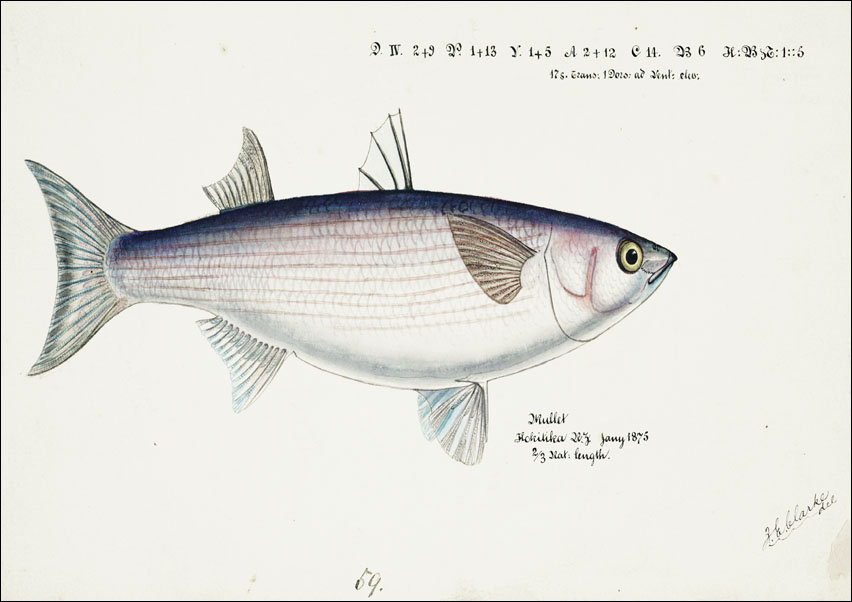 Antique fish Flathead grey mullet, F. E. Clarke - plakat 100x70 cm
