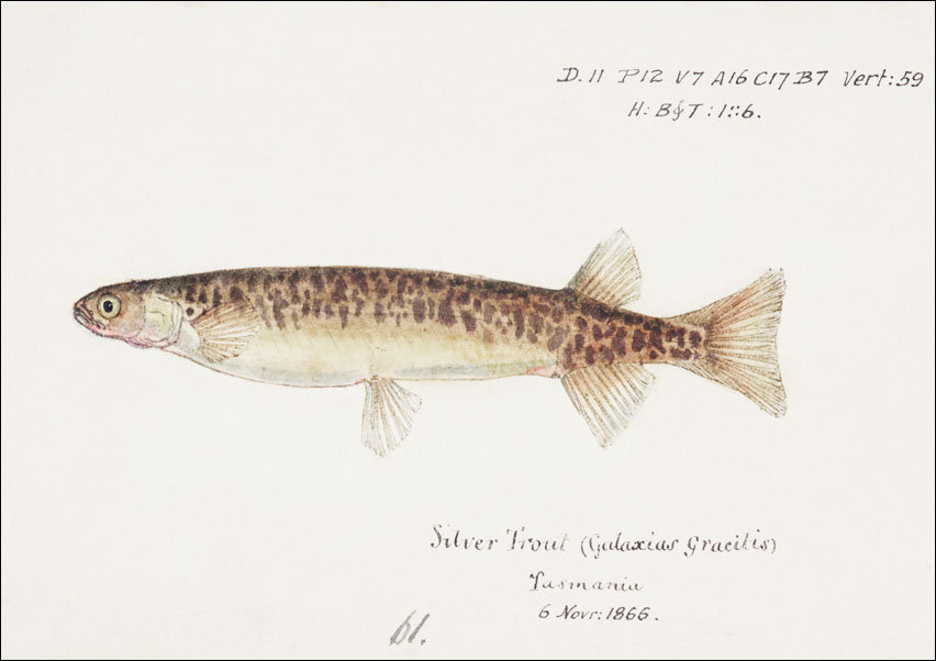 Antique fish galaxias gracilis dwarf inanga, F. E. Clarke - plakat 100x70 cm