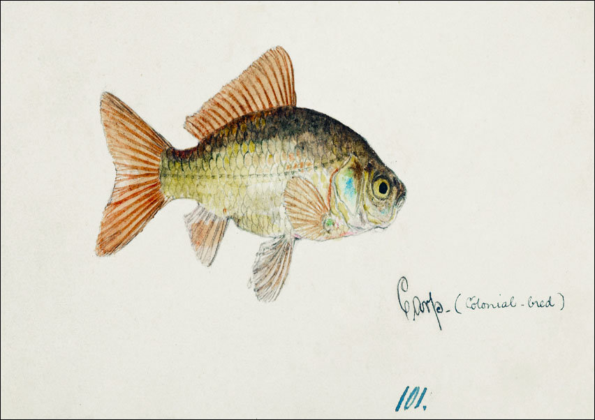 Antique fish Goldfish, F. E. Clarke - plakat 29,7x21 cm