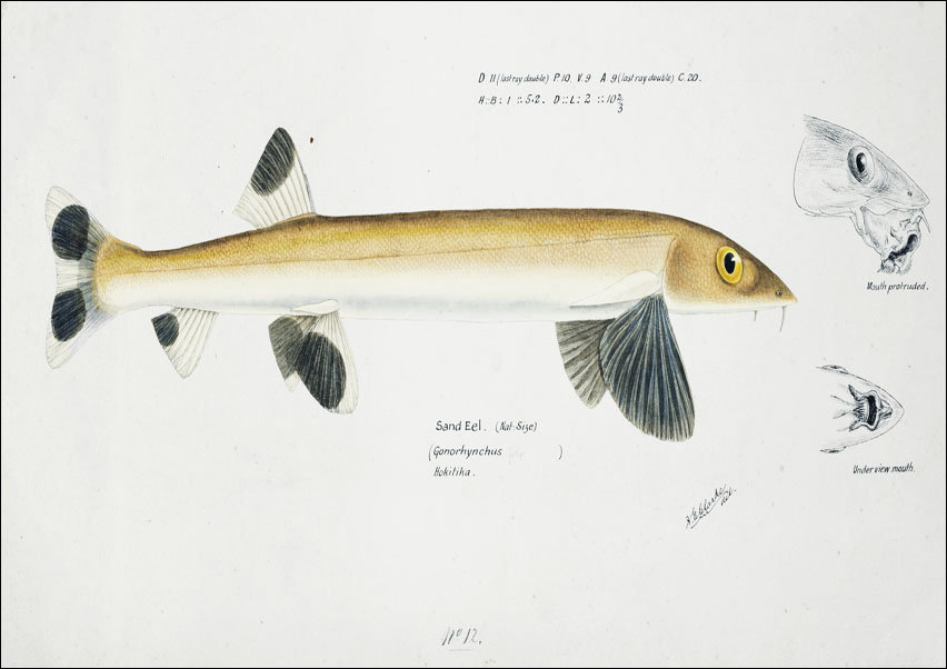 Antique fish gonorynchus fosteri sand fish, F. E. Clarke - plakat 100x70 cm