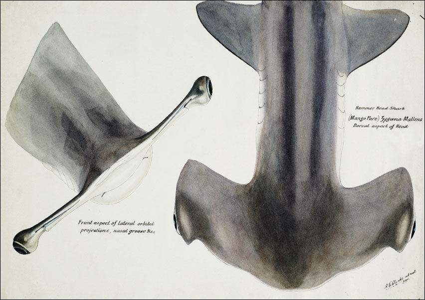 Antique fish Hammerhead Shark, F. E. Clarke - plakat 50x40 cm