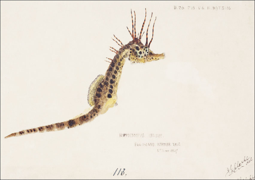 Antique fish hippocampus abdominalis seahorse, F. E. Clarke - plakat 80x60 cm