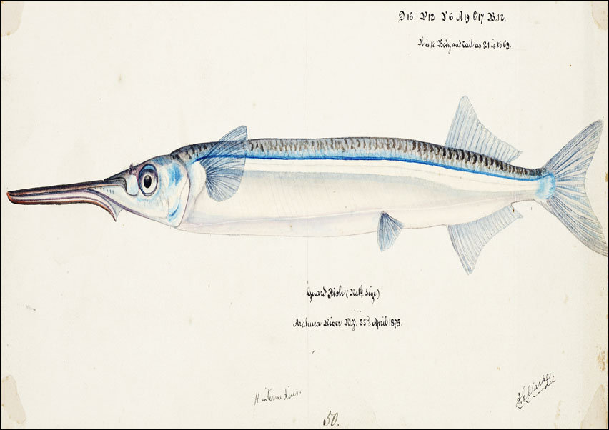 Antique fish Hyporhamphus Melanochir, F. E. Clarke - plakat 40x30 cm