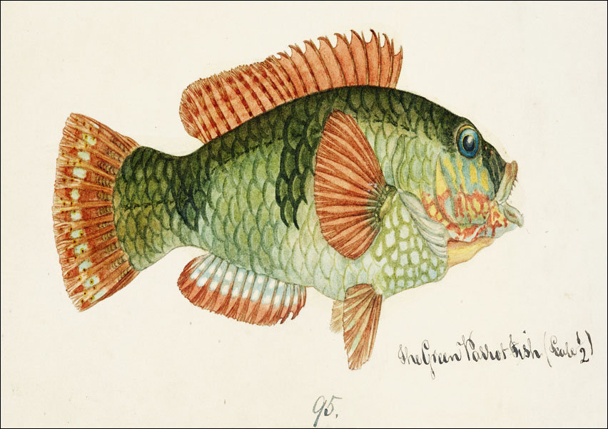 Antique fish Labrida, F. E. Clarke - plakat 100x70 cm