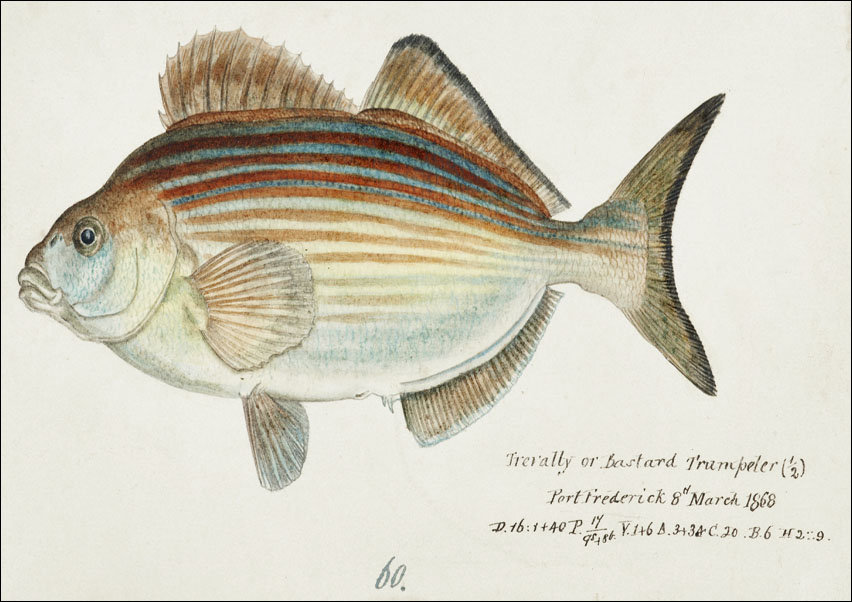 Antique fish latridopsis forsteri copper moki, F. E. Clarke - plakat 100x70 cm