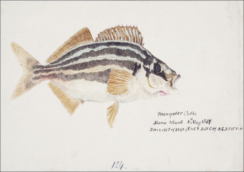 Antique fish latris lineata common trumpeter, F. E. Clarke - plakat 50x40 cm