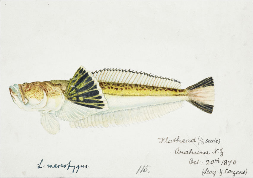 Antique fish leptoscopus macropygus estuarine stargazer, F. E. Clarke - plakat 100x70 cm