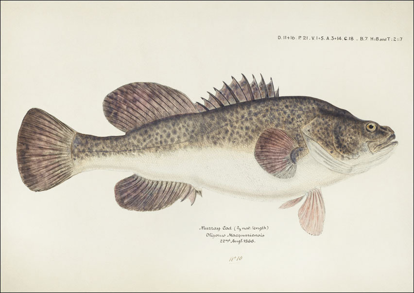 Antique fish maccullochella sp, F. E. Clarke - plakat 91,5x61 cm