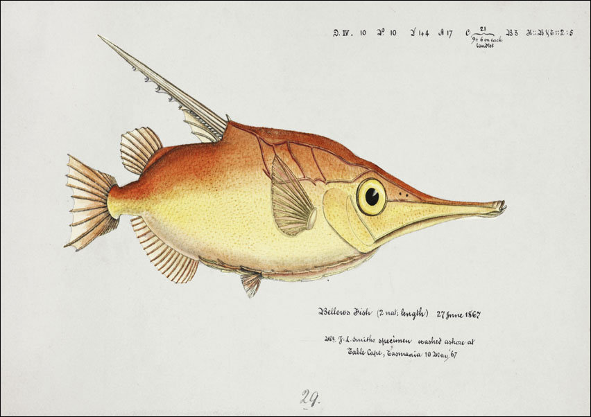 Antique fish macrorhamphosus scolopax snipefish, F. E. Clarke - plakat 100x70 cm