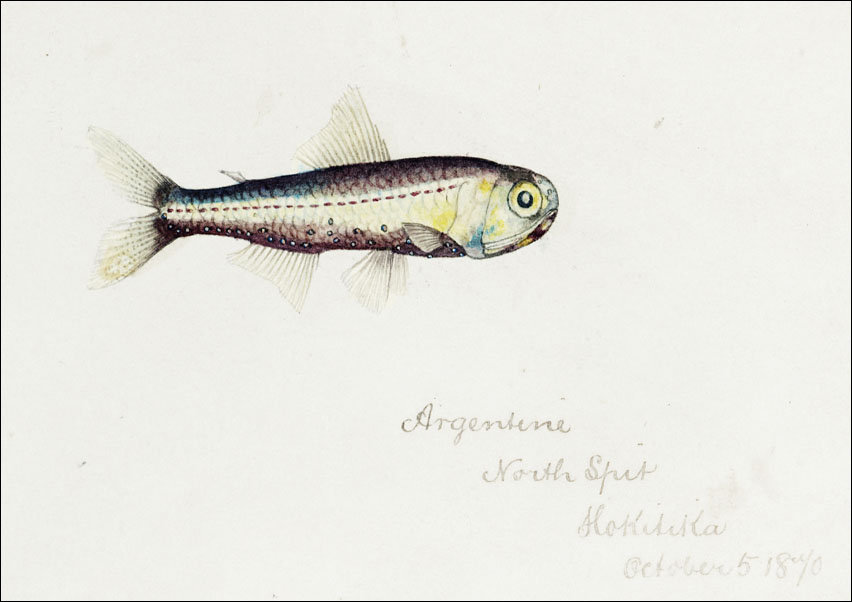 Antique fish Maurolicus muelleri, F. E. Clarke - plakat 50x40 cm