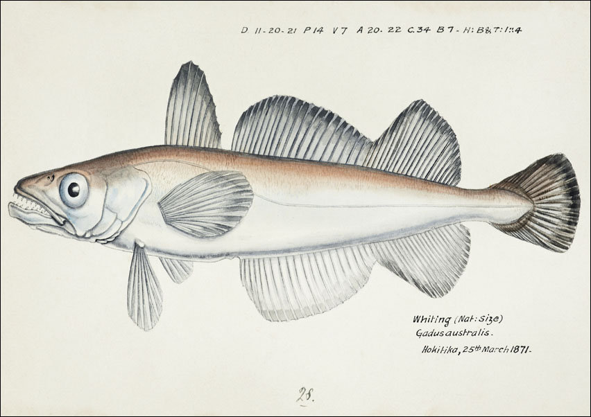Antique fish Merluccius australis, F. E. Clarke - plakat 100x70 cm