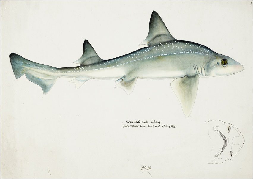 Antique fish Mustelus Antarcticus shark, F. E. Clarke - plakat 100x70 cm