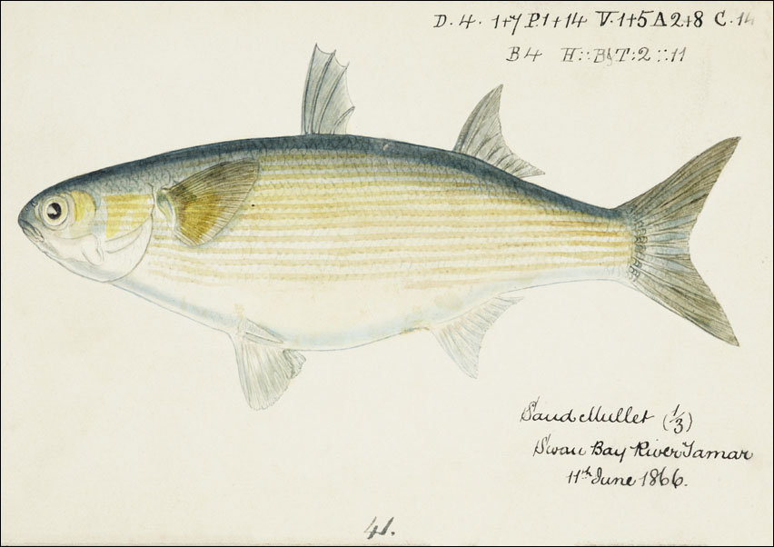 Antique fish myxus elongatus sand mullet, F. E. Clarke - plakat 70x50 cm