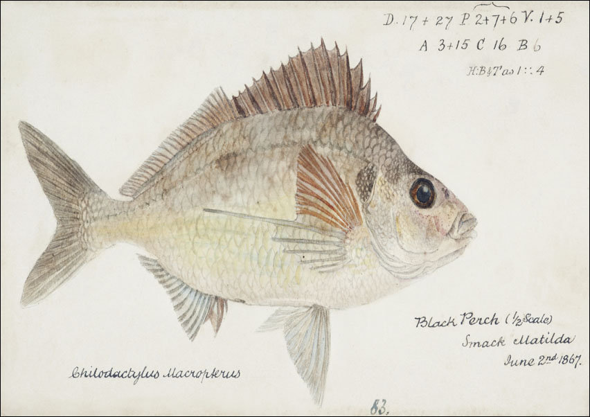 Antique fish nemadactylus macropterus tarakihi, F. E. Clarke - plakat 42x29,7 cm