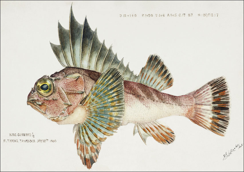 Antique fish neosebastes scorpaenoides ruddy gurnard perch, F. E. Clarke - plakat 70x50 cm