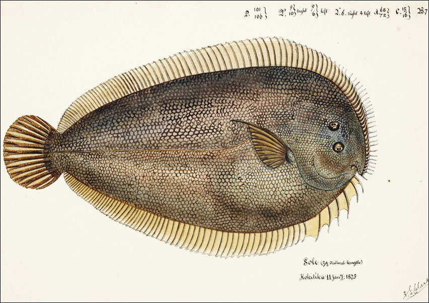 Antique fish New Zealand Sole, F. E. Clarke - plakat 40x30 cm