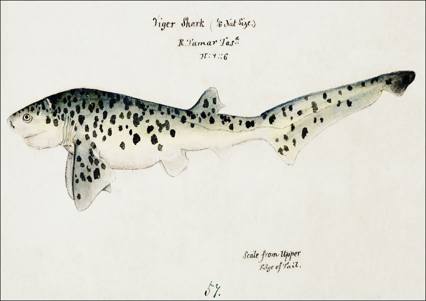 Antique fish Notorynchus cepedianus, F. E. Clarke - plakat 100x70 cm