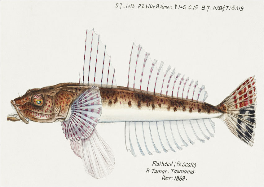 Antique fish platycephalus sp flathead, F. E. Clarke - plakat 70x50 cm