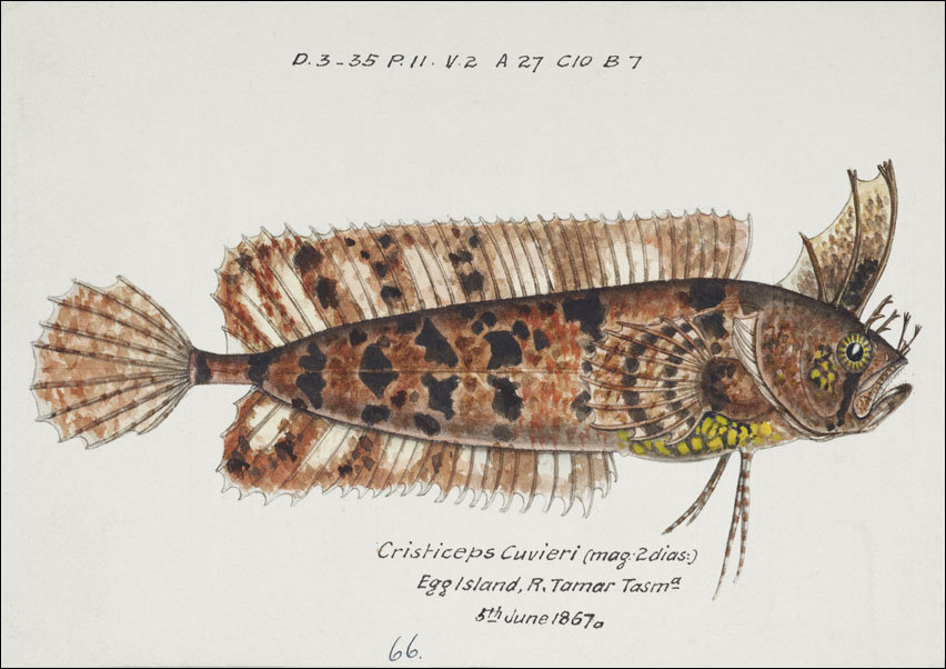 Antique fish possibly cristiceps australis weedfish, F. E. Clarke - plakat 40x30 cm