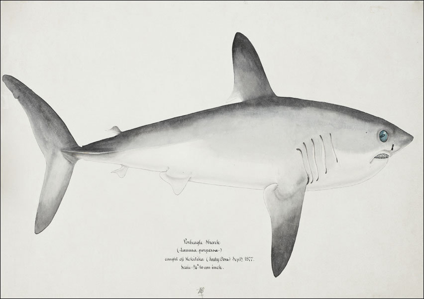 Antique fish Porbeagle Shark, F. E. Clarke - plakat 50x40 cm