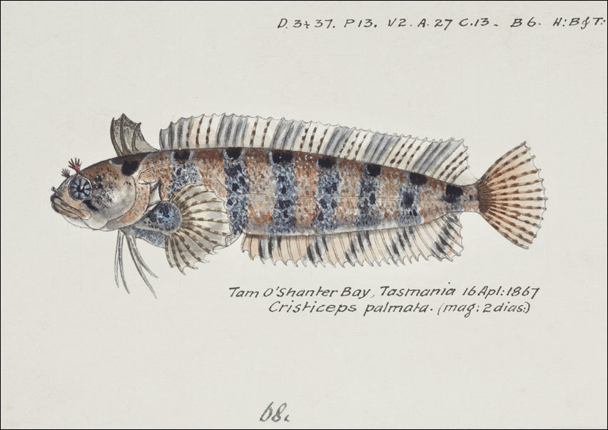 Antique fish possibly heteroclinus sp weedfish, F. E. Clarke - plakat 70x50 cm