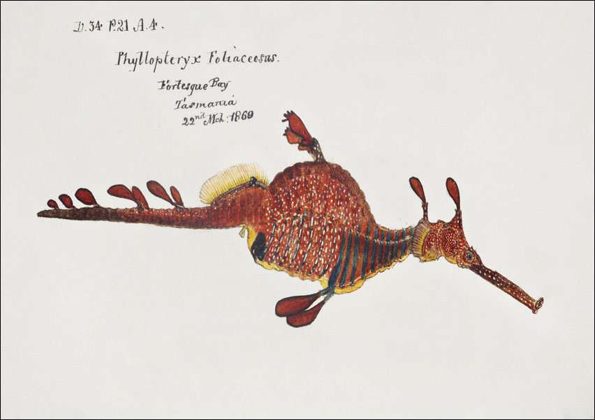 Antique fish phyllopteryx taeniolatus, F. E. Clarke - plakat 50x40 cm