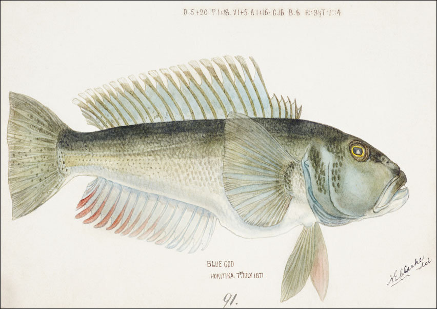 Antique fish Parapercis colias, F. E. Clarke - plakat 50x40 cm