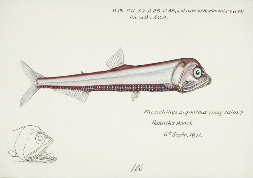 Antique fish Photichthys argenteus, F. E. Clarke - plakat 100x70 cm
