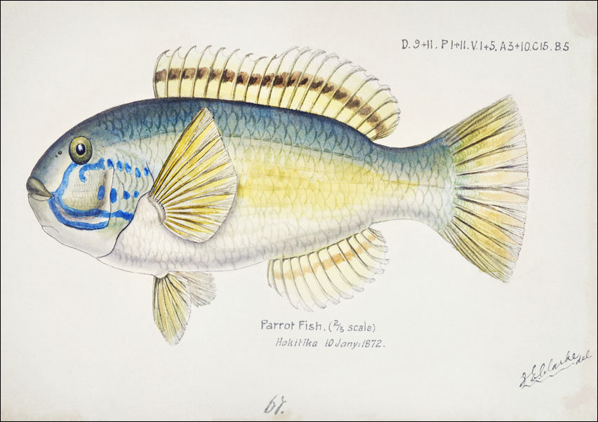 Antique fish Possibly Notolabrus, F. E. Clarke - plakat 70x50 cm
