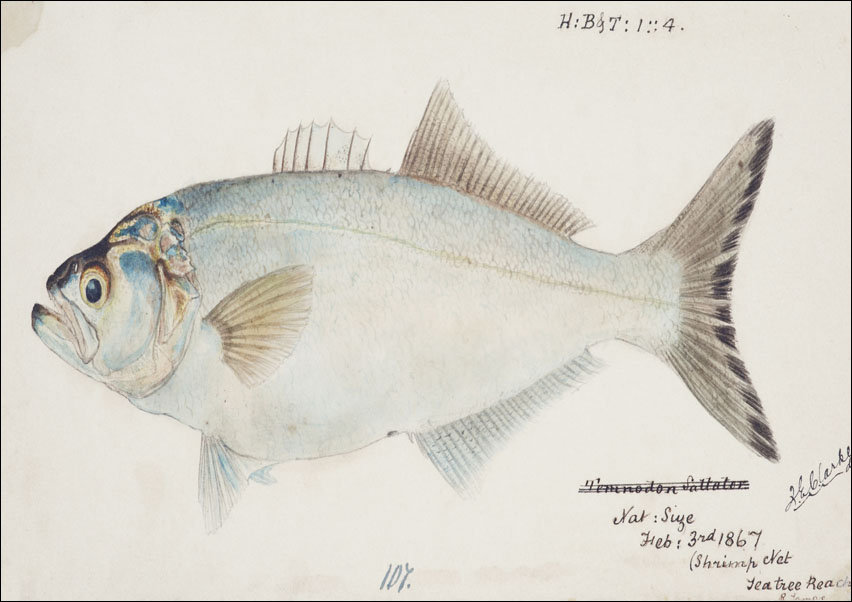 Antique fish possibly pomatomus saltatrix tailor, F. E. Clarke - plakat 100x70 cm
