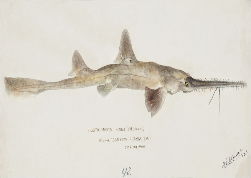 Antique fish pristiophorus nudipinnis, F. E. Clarke - plakat 80x60 cm