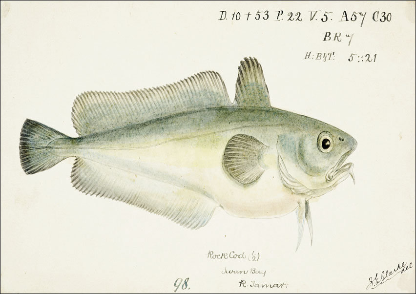 Antique fish Pseudophycis barbata, F. E. Clarke - plakat 40x30 cm