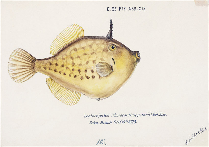 Antique fish Pseudomonacanthus peroni, F. E. Clarke - plakat 100x70 cm