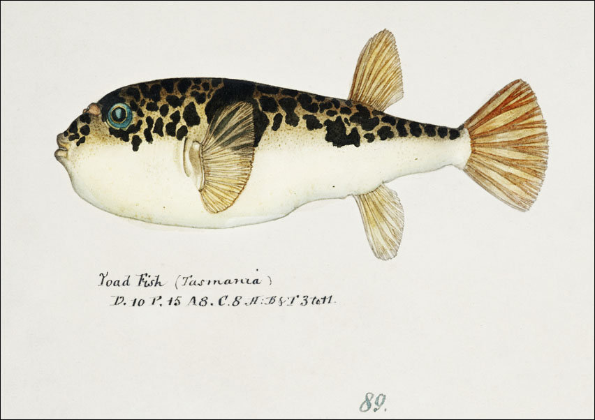 Antique fish Pufferfish, F. E. Clarke - plakat 40x30 cm
