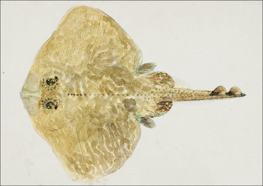 Antique fish Rajidae, F. E. Clarke - plakat 50x40 cm